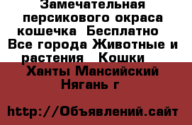 Замечательная персикового окраса кошечка. Бесплатно - Все города Животные и растения » Кошки   . Ханты-Мансийский,Нягань г.